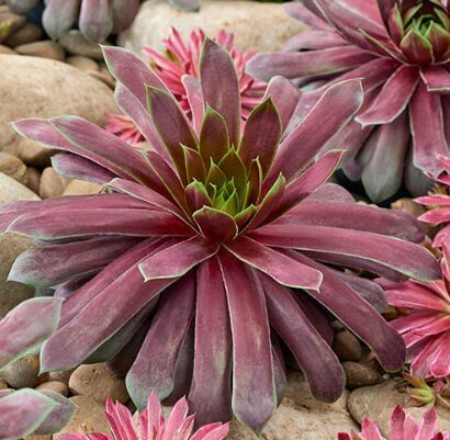 Saulrietenis 'Emerlad Explosion'